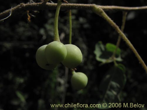 Imgen de Planta no identificada sp. #2358 (). Haga un clic para aumentar parte de imgen.